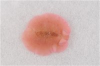 藏品(柯氏偽角扁蟲)的圖片